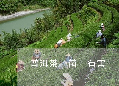 普洱茶 菌 有害/2023041093078